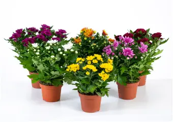 flovers