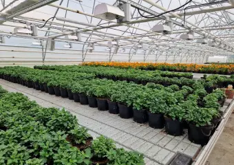flovers