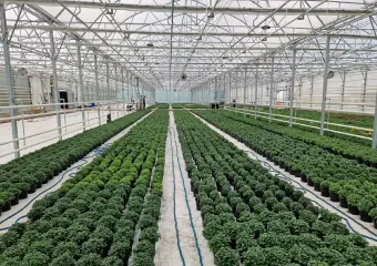flovers