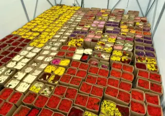 flovers