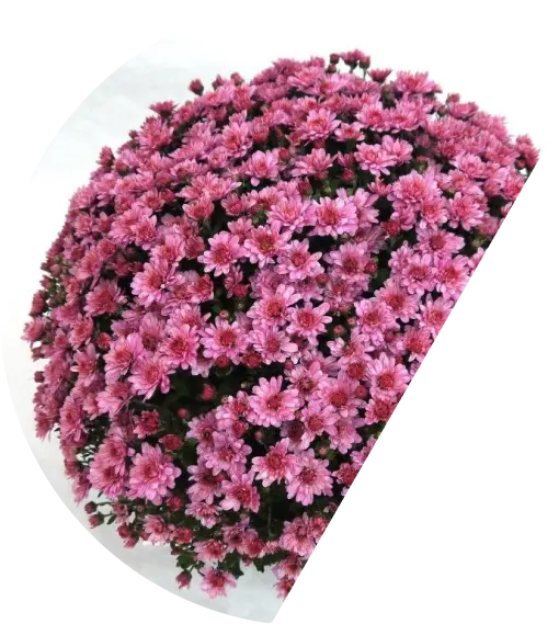 flovers