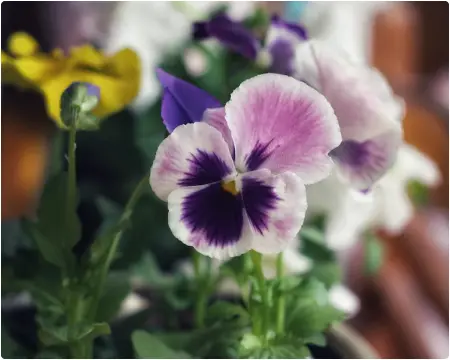 flover