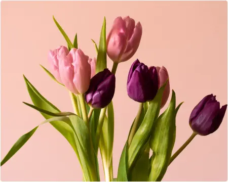 flover